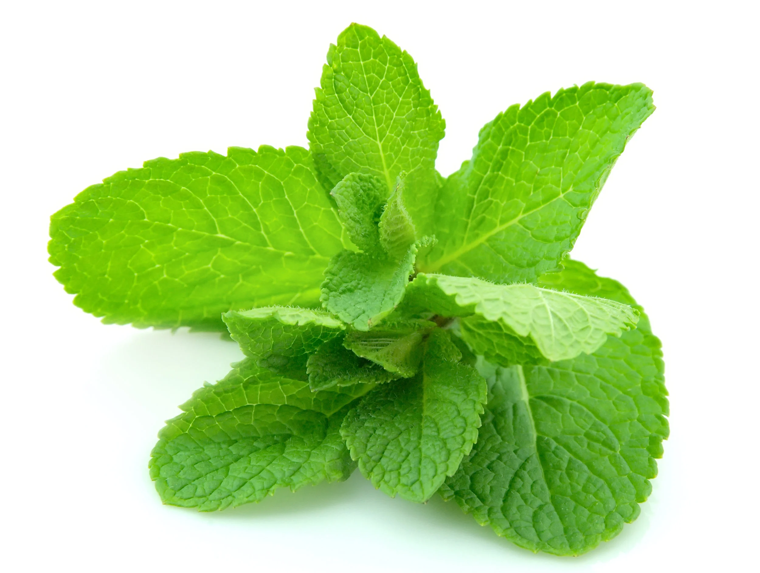 Mint
